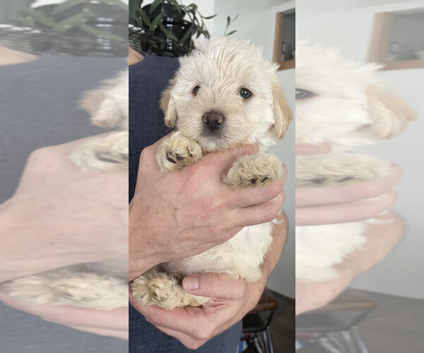 Medium Photo #1 Goldendoodle Puppy For Sale in IRWIN, PA, USA