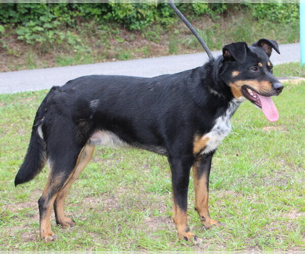 Medium Photo #3 Mutt Puppy For Sale in Prattville, AL, USA