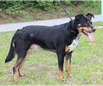 Small #2 Mutt