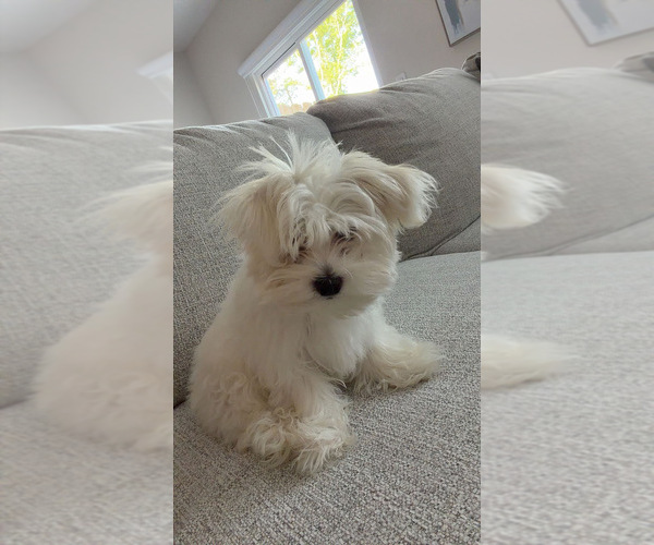 Medium Photo #1 Maltese Puppy For Sale in FREEPORT, FL, USA