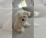 Small Maltese