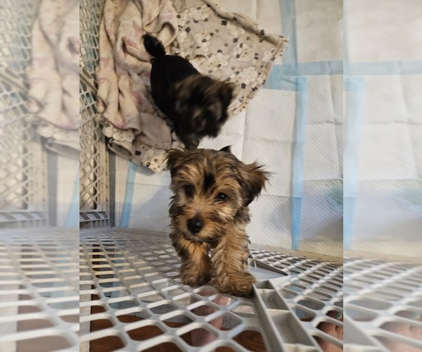 Medium Photo #5 YorkiePoo Puppy For Sale in CHESAPEAKE, VA, USA