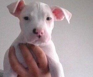 American Pit Bull Terrier Puppy for sale in LAS VEGAS, NV, USA