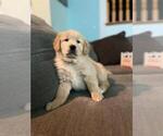 Small Photo #5 Golden Retriever Puppy For Sale in MODESTO, CA, USA