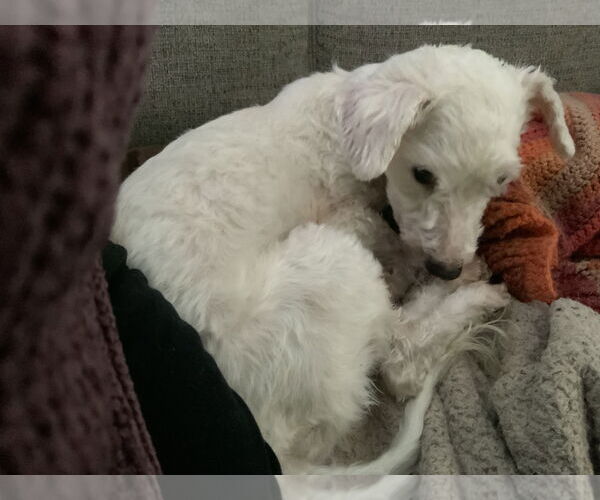 Medium Photo #11 Bichon Frise Puppy For Sale in Rootstown, OH, USA