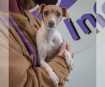Small #2 Italian Greyhound Mix