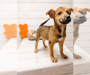 Mutt Dogs for adoption in Raleigh, NC, USA