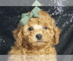 Image preview for Ad Listing. Nickname: Austin AKC