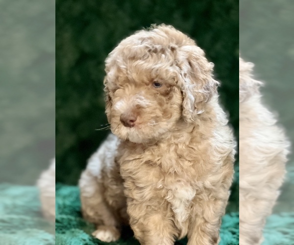Medium Photo #1 Miniature Bernedoodle Puppy For Sale in GREEN FOREST, AR, USA