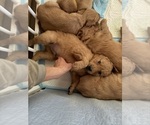 Litter of 5 - Male(s) and Female(s) GoldendoodleLitter of Puppies for Sale - Photo #8