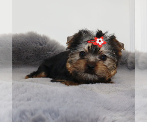 Yorkshire Terrier Puppy for sale in LOS ANGELES, CA, USA