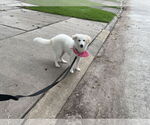 Small #1 Great Pyrenees