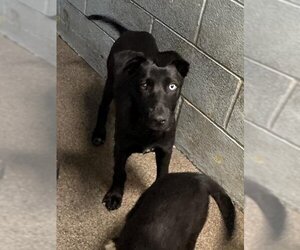 Labrador Retriever-Unknown Mix Dogs for adoption in Stockton, CA, USA