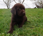 Puppy Hank Labrador Retriever