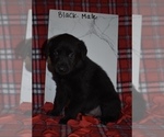 Small Photo #8 Shepradors Puppy For Sale in MARYSVILLE, OH, USA