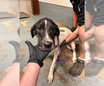 Small #1 Great Dane
