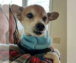 Small #3 Chihuahua Mix