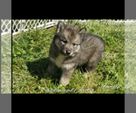 Small Photo #2 Siberian Husky Puppy For Sale in BLOOMFIELD, IN, USA