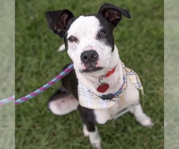 Medium Photo #3 Boston Terrier-Boxer Mix Puppy For Sale in San Diego, CA, USA
