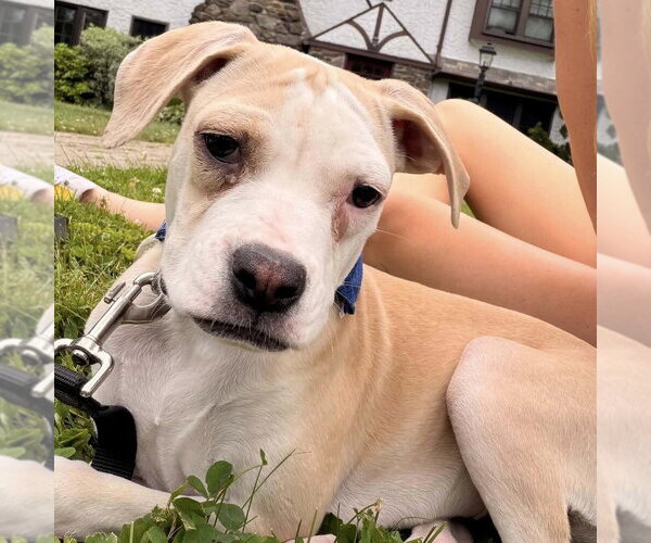Medium Photo #12 Mutt Puppy For Sale in New York, NY, USA