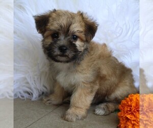 Morkie Puppy for sale in ROCK STREAM, NY, USA