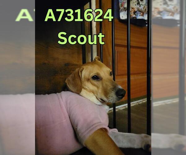 Medium Photo #2 Mutt Puppy For Sale in San Antonio, TX, USA