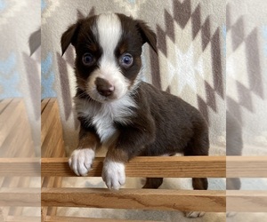 Miniature Australian Shepherd Puppy for sale in FORT MORGAN, CO, USA