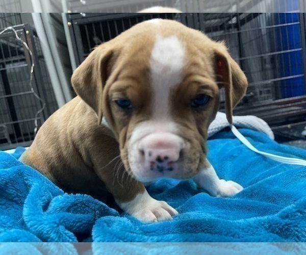 Medium Photo #125 American Bully Puppy For Sale in REESEVILLE, WI, USA