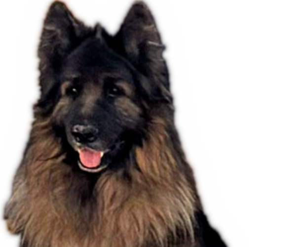 Medium Photo #1 King Shepherd Puppy For Sale in GRAND CANYON CAVERNS, AZ, USA