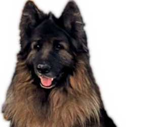 Father of the King Shepherd puppies born on 01/15/2026
