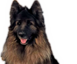 Small Photo #1 King Shepherd Puppy For Sale in GRAND CANYON CAVERNS, AZ, USA