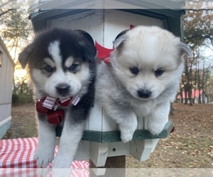 Pomsky Puppy for sale in BEULAVILLE, NC, USA