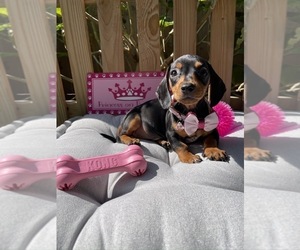 Dachshund Puppy for sale in WEST COVINA, CA, USA