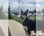 Small #3 Collie-German Shepherd Dog Mix