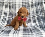 Small Photo #5 Goldendoodle (Miniature) Puppy For Sale in LAKELAND, FL, USA