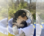 Small Photo #19 Australian Shepherd Puppy For Sale in FARMVILLE, VA, USA