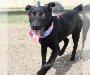 Mutt Dogs for adoption in San Antonio, TX, USA