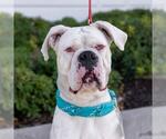 Small #9 Boxer