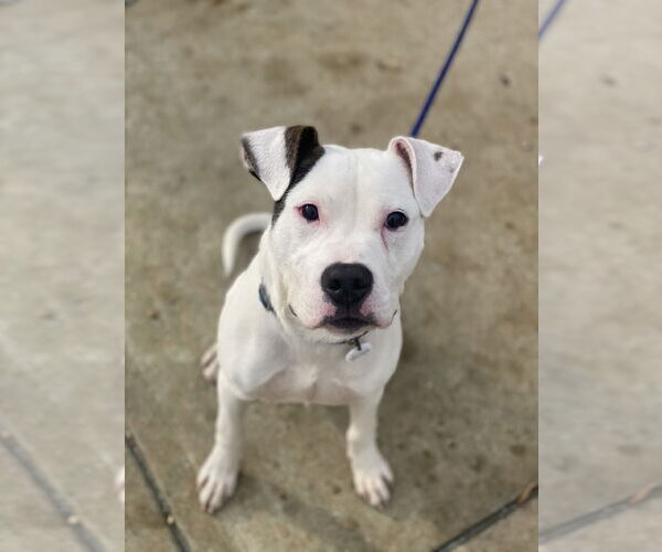 Medium Photo #3 Mutt Puppy For Sale in Alexandria, VA, USA