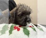 SCRUFFY - Male French Bulldog Dog for Adoption - Small photo