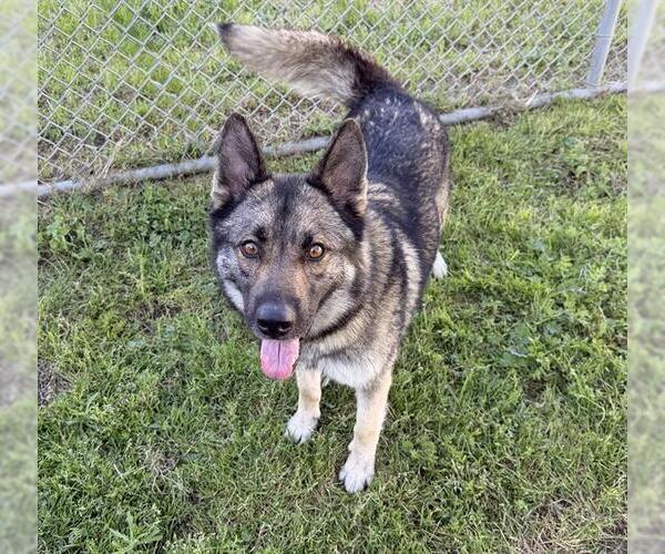 Medium Photo #1 German Shepherd Dog Puppy For Sale in Modesto, CA, USA