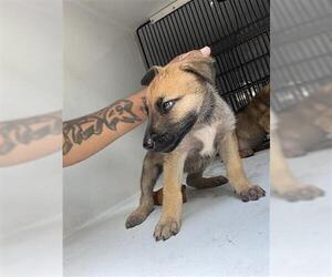 German Shepherd Dog-Unknown Mix Dogs for adoption in Houston, TX, USA
