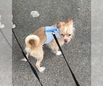 Small #1 ShiChi