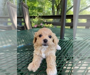 Mal-Shi-Poodle (Miniature) Mix Puppy for sale in MURFREESBORO, AR, USA