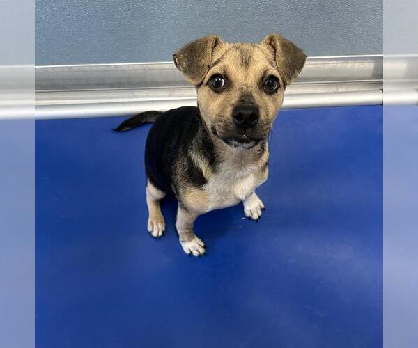 Medium Photo #1 Mutt Puppy For Sale in San Antonio, TX, USA