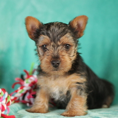 Yorkshire Terrier Puppy for sale in GAP, PA, USA