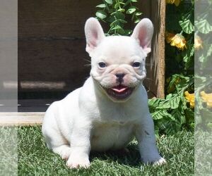 French Bulldog Puppy for Sale in LEOLA, Pennsylvania USA