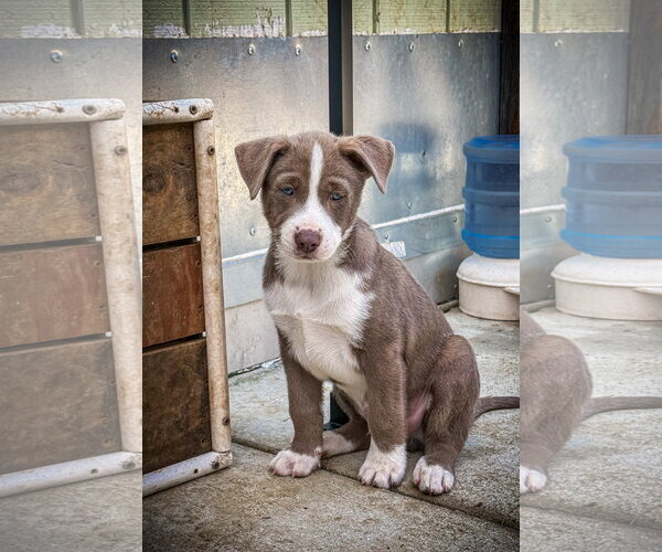 Medium Photo #3 Labrador Retriever-Unknown Mix Puppy For Sale in San Diego, CA, USA