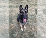 Small #2 German Shepherd Dog