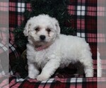 Small Photo #6 Bichon Frise Puppy For Sale in BIRD IN HAND, PA, USA